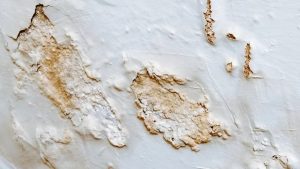 efflorescence de salpetre sur un mur