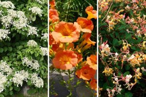 Palissade fleurie - les 5 meilleures plantes de l'été
