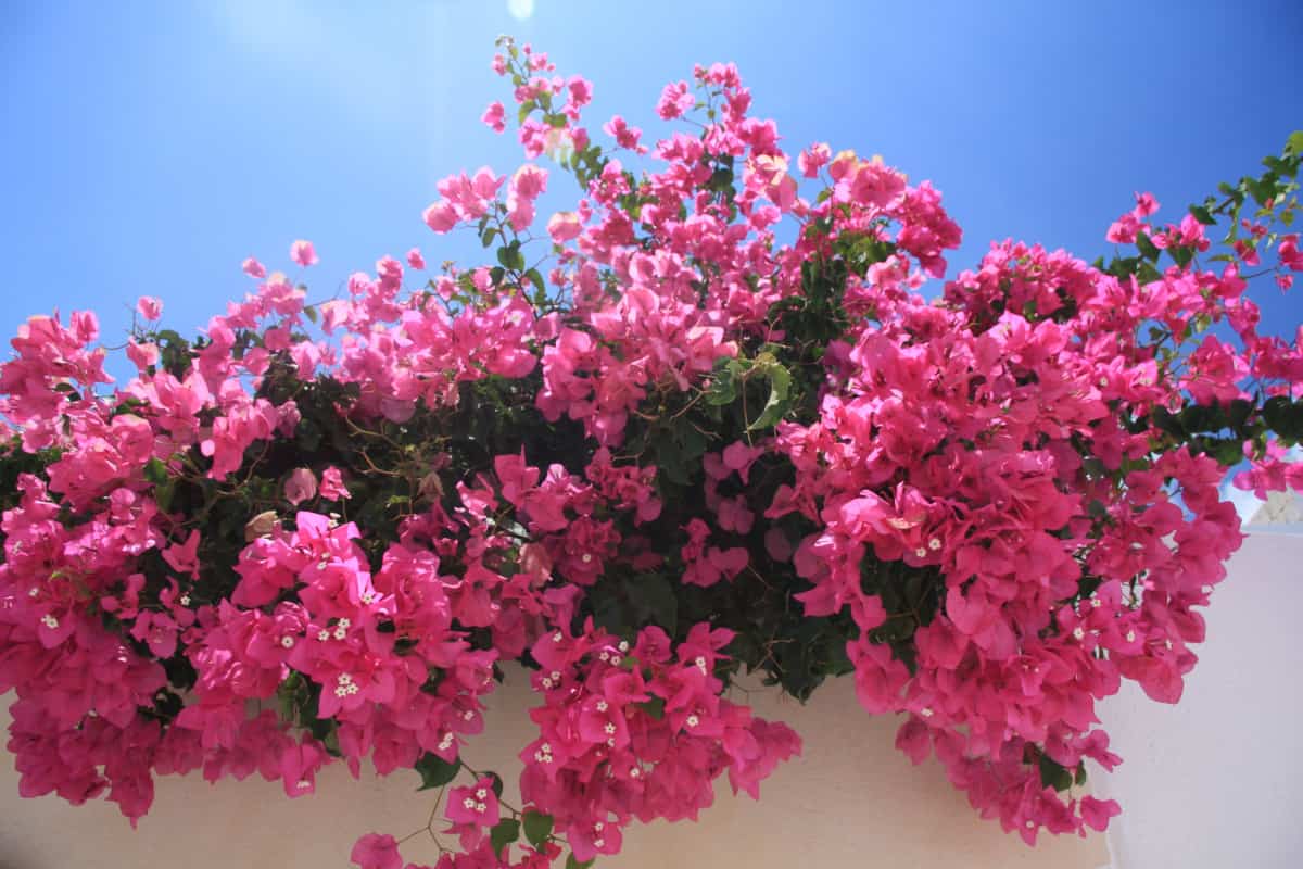 bougainvllea