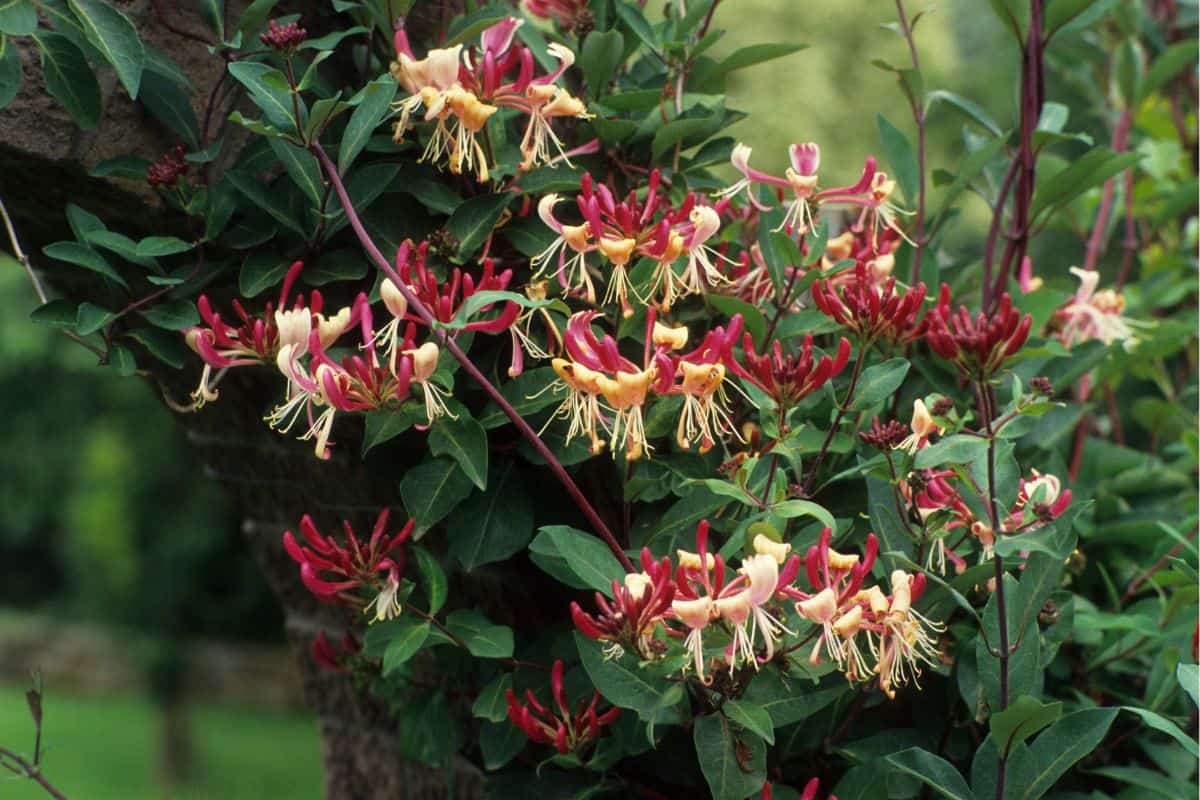 chevrefeuille grimpant