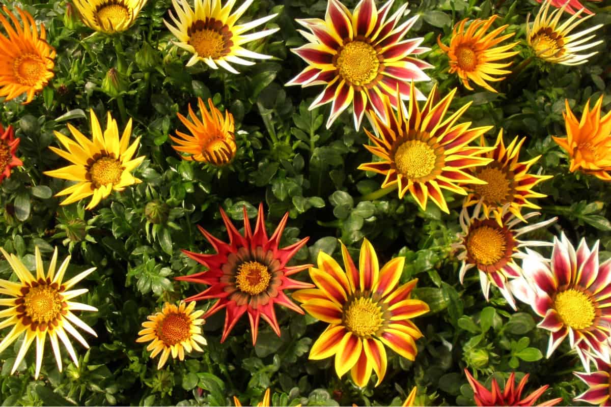 gazanias