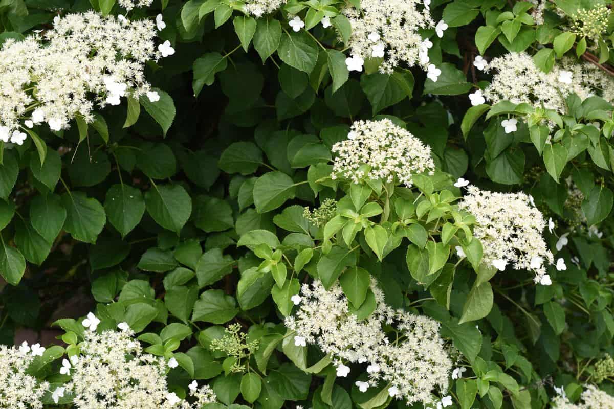 hortensia grimpant