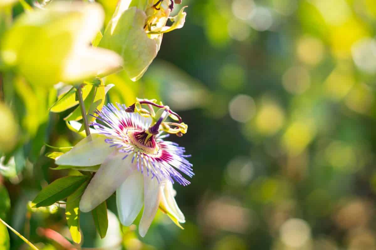 passiflora