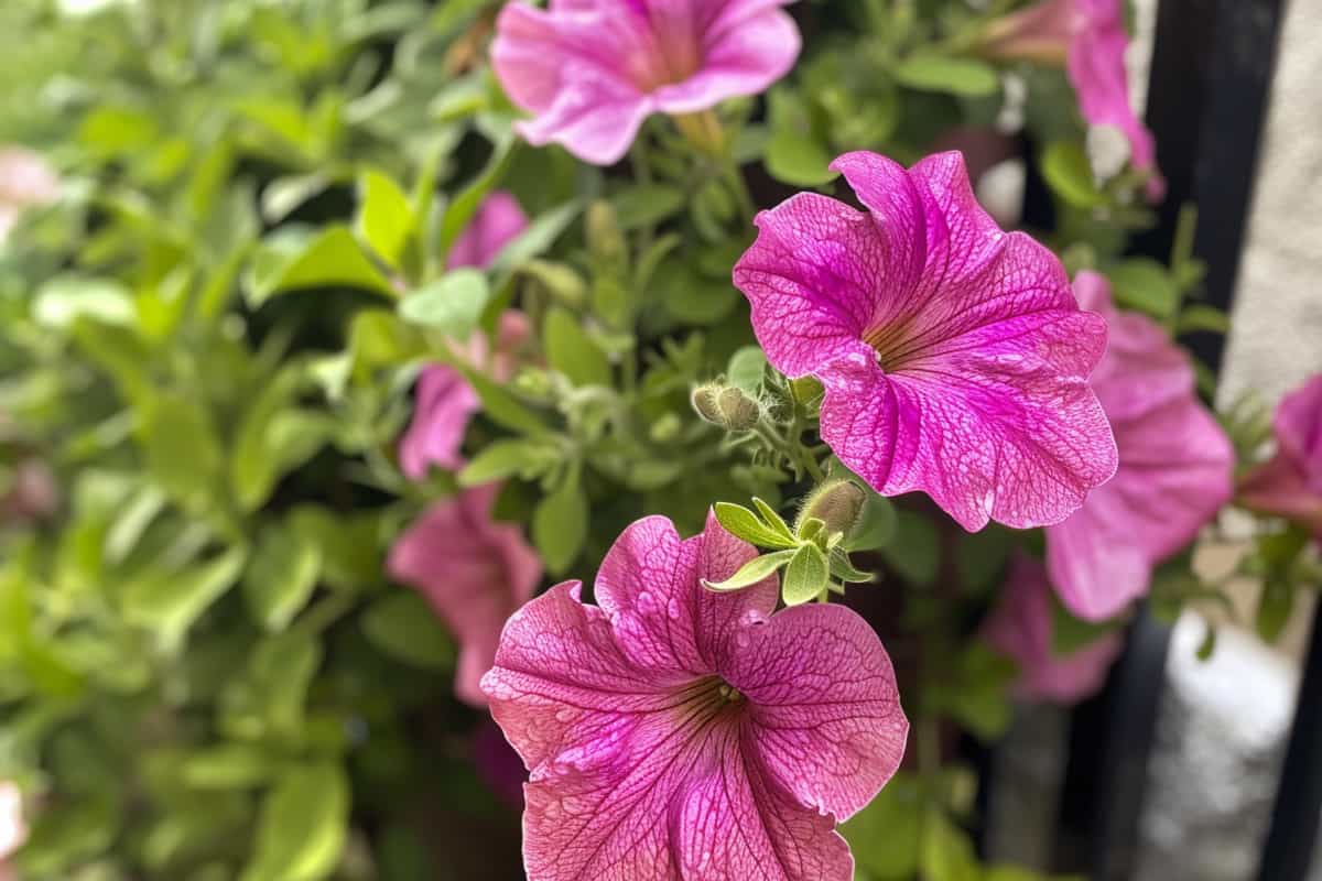 pétunias pour balcon