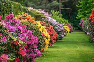 Haie brise vue - 4 variétés qui poussent en un éclair pour vous protéger des regards