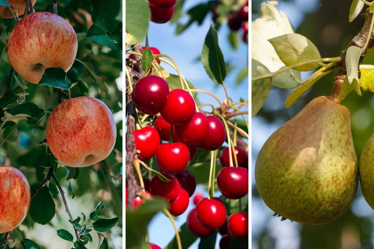 arbres fruitiers nains