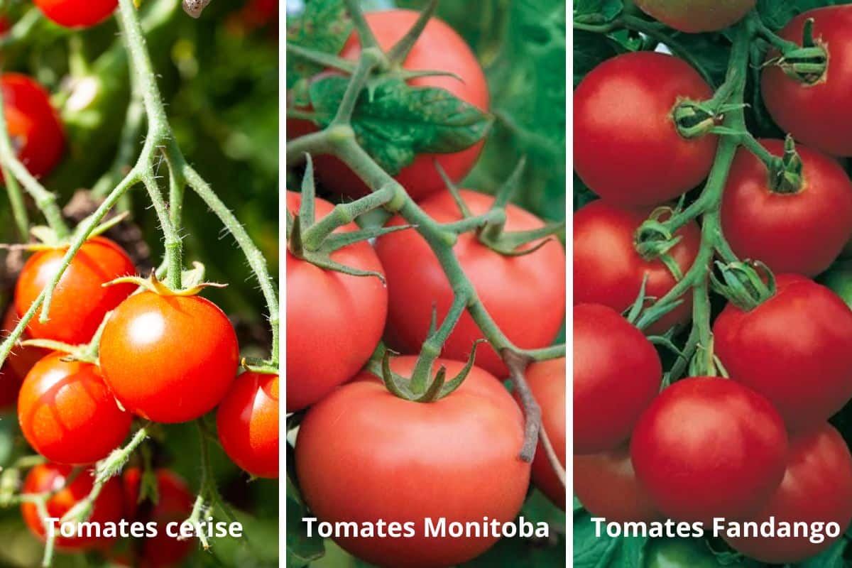 meilleures tomates pour culture sur le balcon