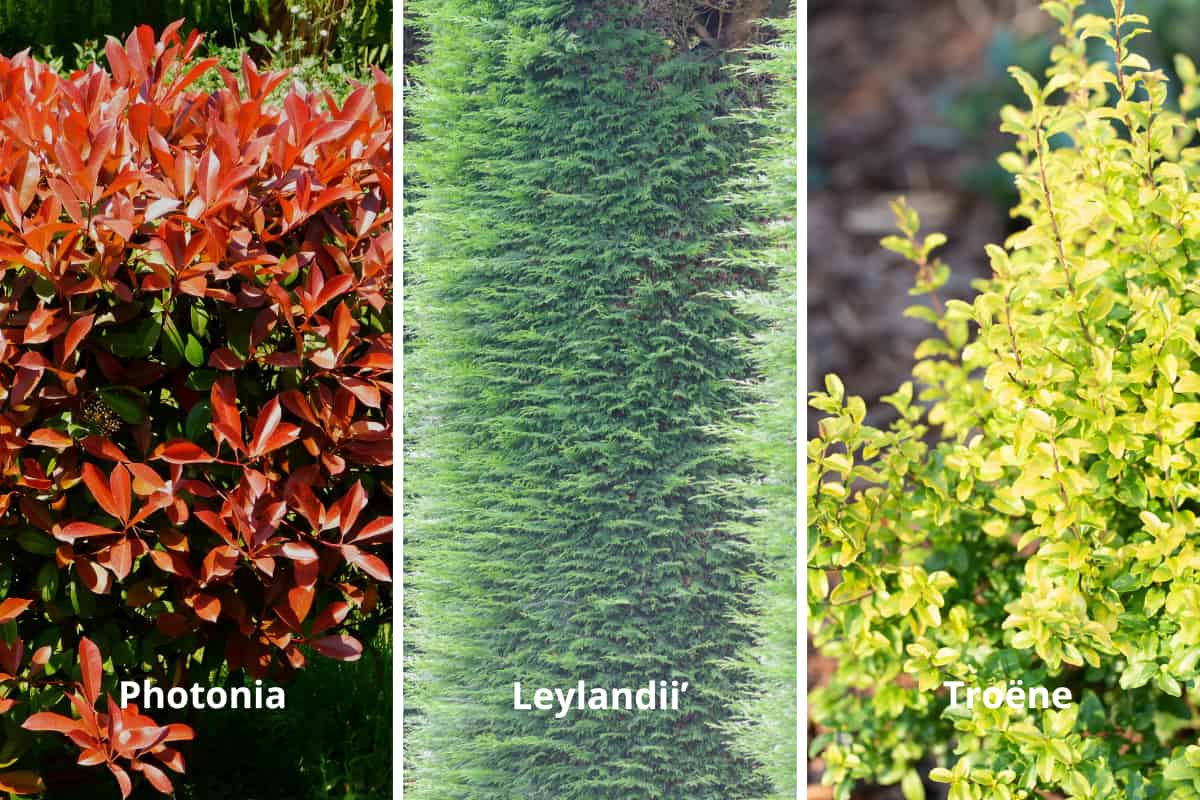 plante de haie rapide