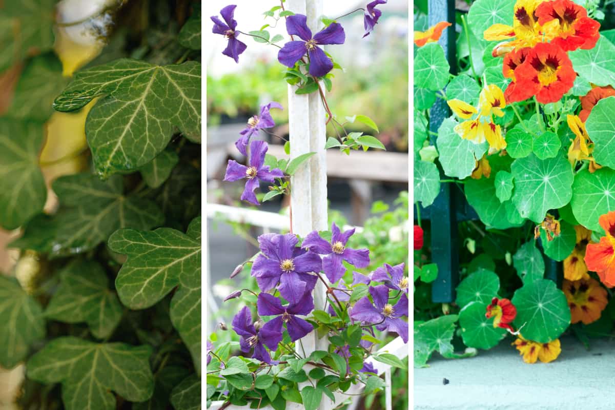 plante grimpante pour balcon