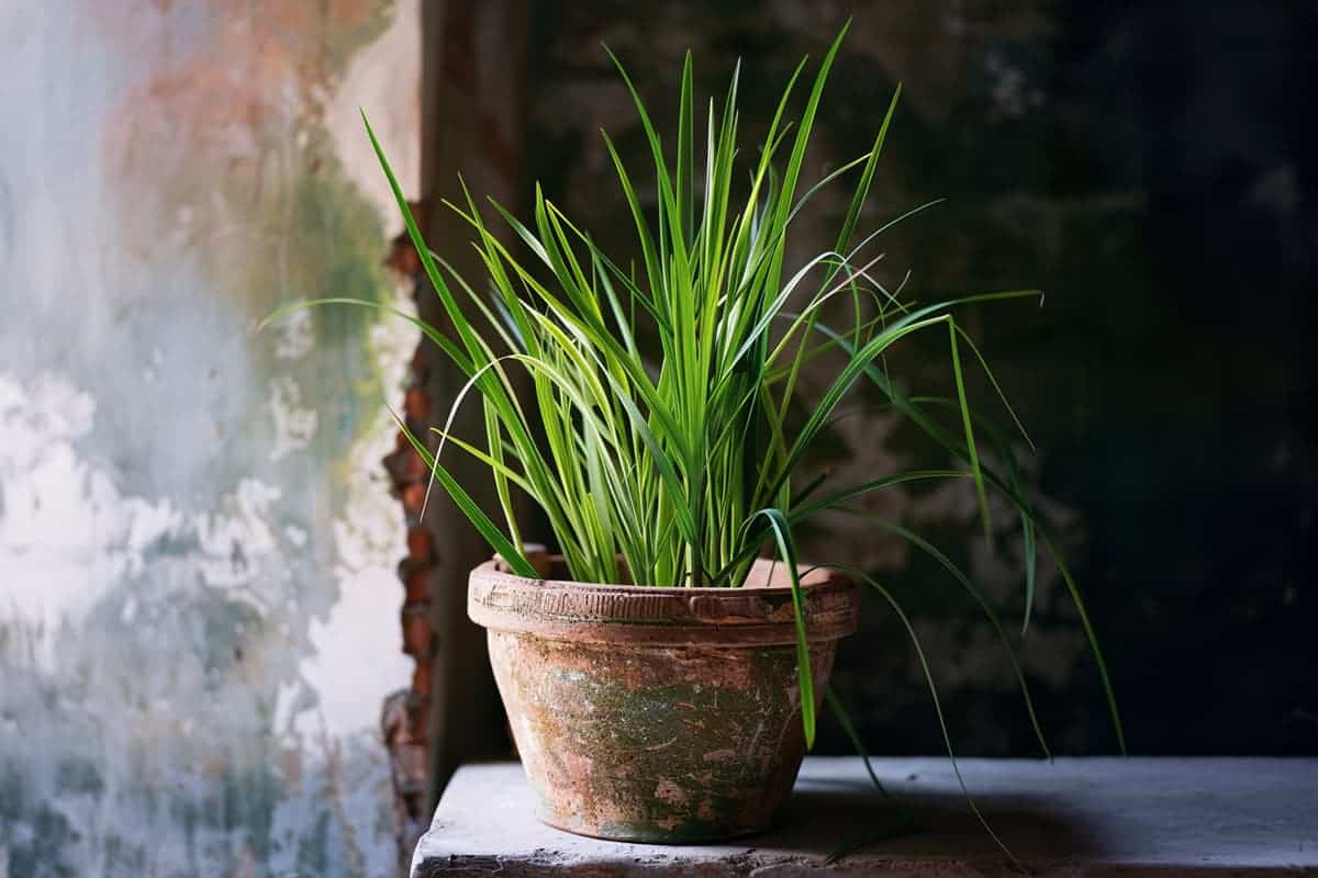 pot de citronelle comme plante répulsive