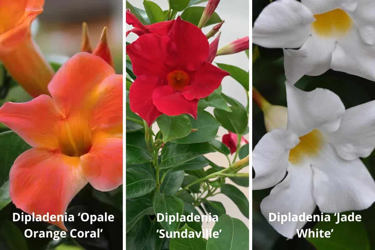 variété dipladenia 1