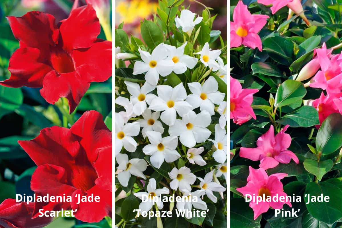 variété dipladenia 2