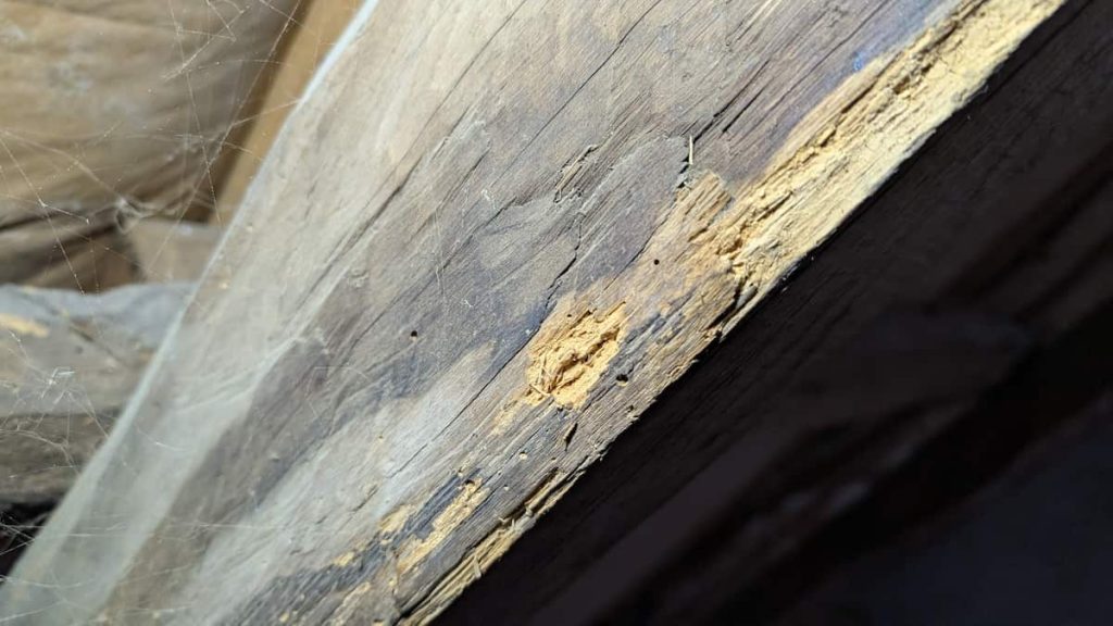 traiter charpente contre la vrillette